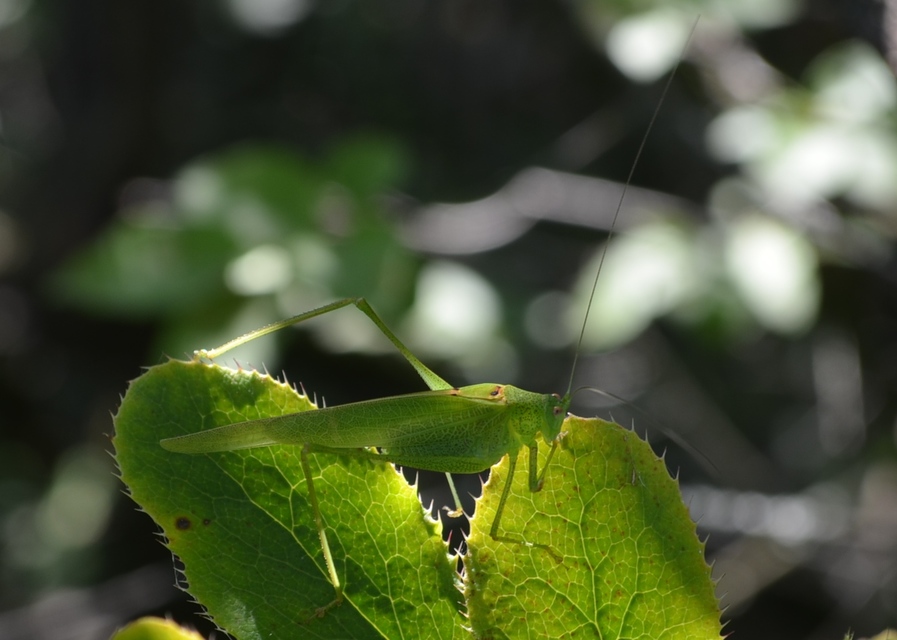 Phaneroptera nana - pontozott repülőszöcske