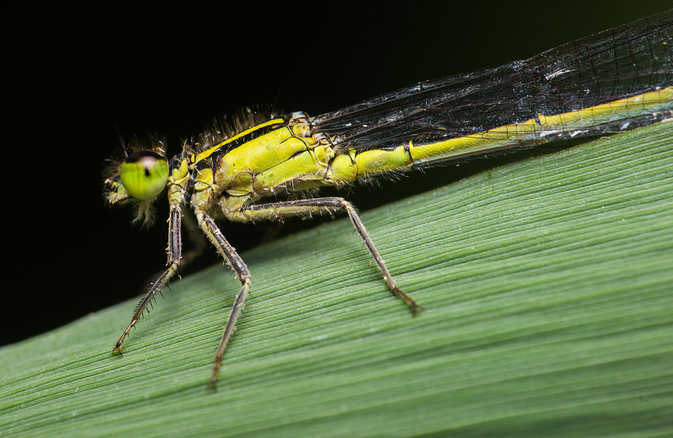 Ischnura elegans