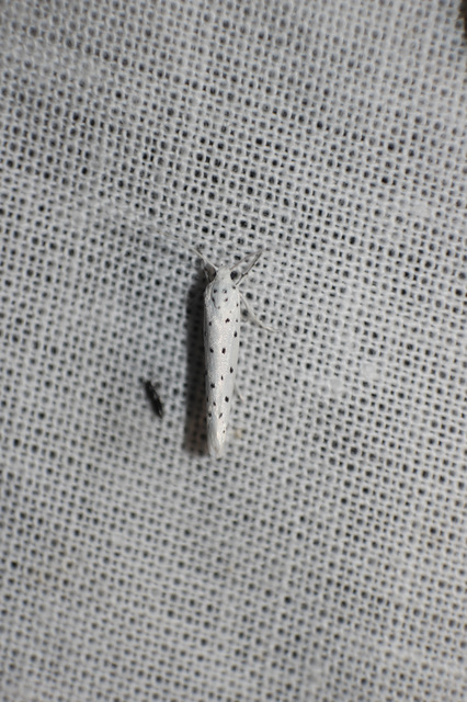 Yponomeuta