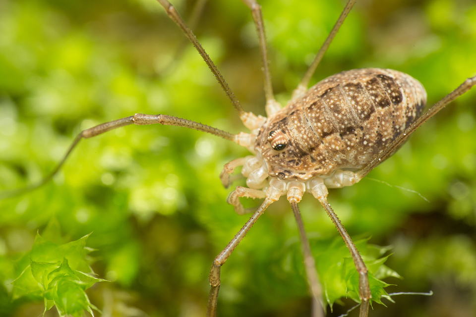Rilaena triangularis