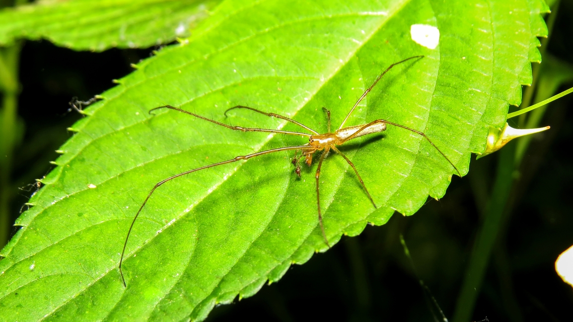 Tetragnatha