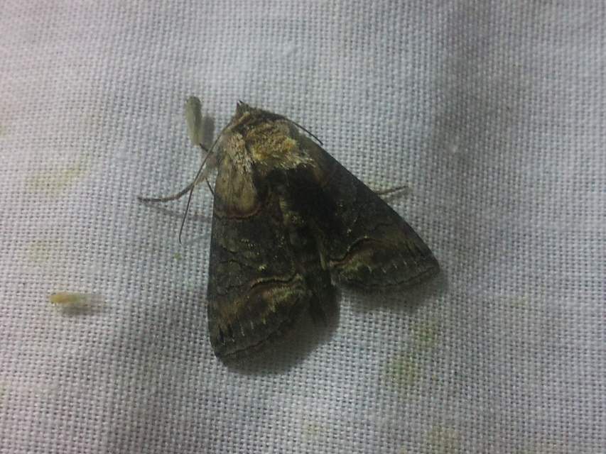 Abrostola triplasia - közönséges csalánbagoly