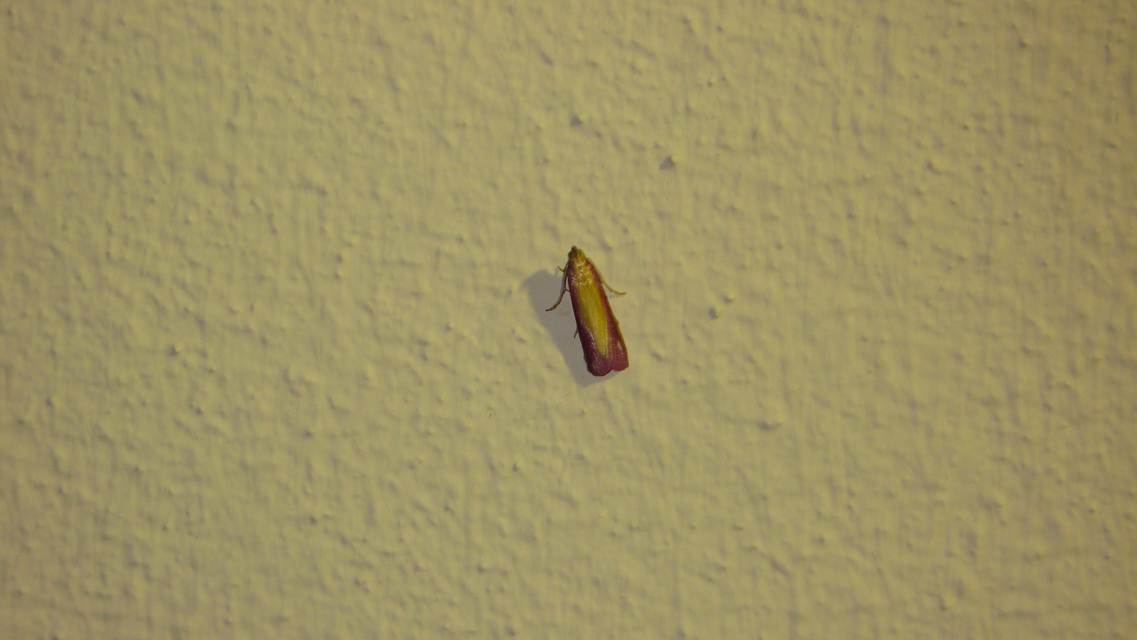 Oncocera semirubella - lucernamoly