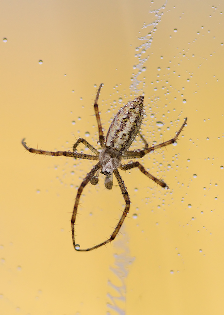 Argiope bruennichi - darázspók