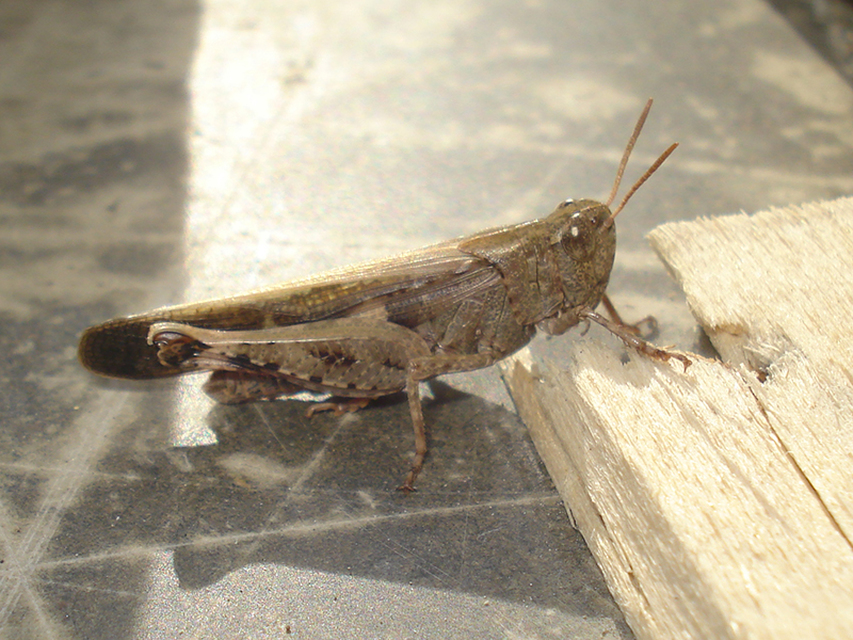 Aiolopus strepens - déli áttelelősáska