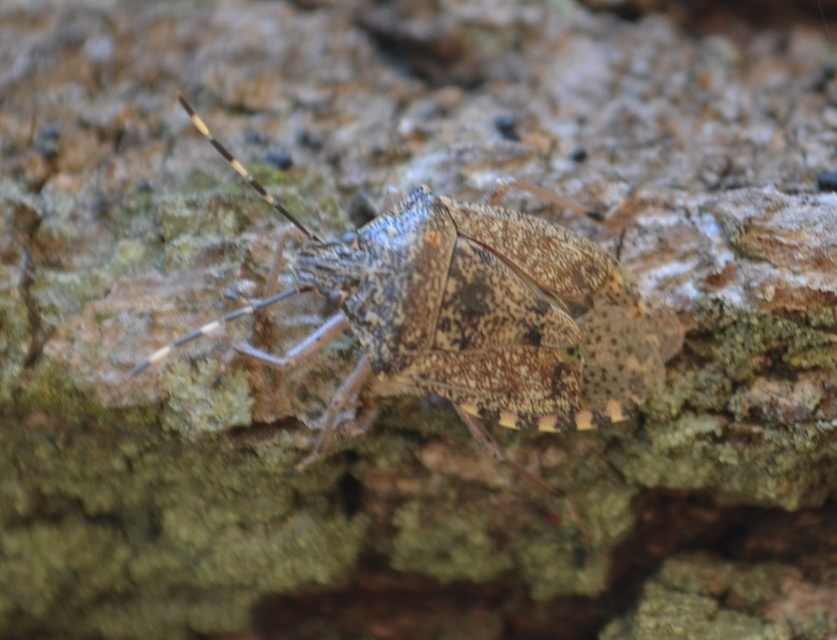 Rhaphigaster nebulosa - bencepoloska