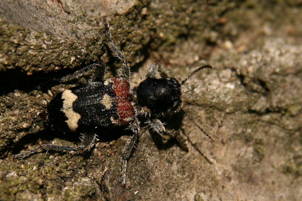 Clerus mutillarius - feketenyakú szúfarkas