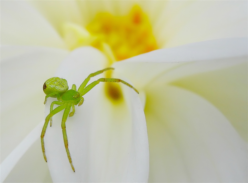 Ebrechtella tricuspidata - alakoskodó karolópók