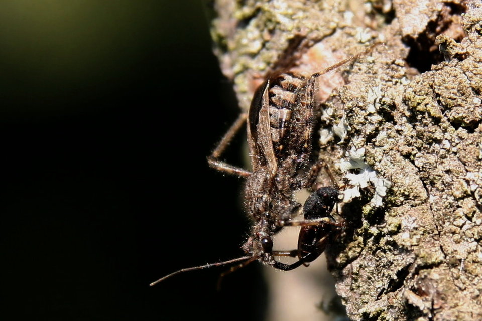 Coranus