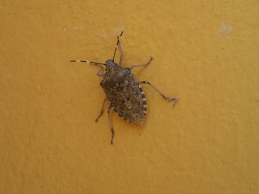 Rhaphigaster nebulosa - bencepoloska