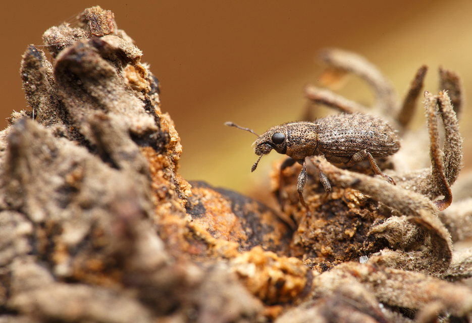 Sitona hispidulus - szőrös csipkézőbogár