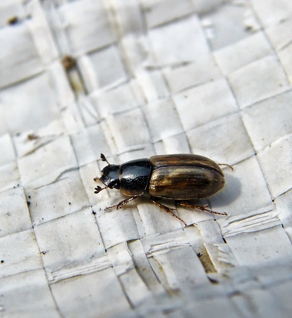 Aphodius prodromus - sárgalábú trágyabogár