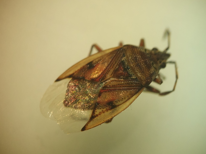Kleidocerys resedae - nyírbodobács