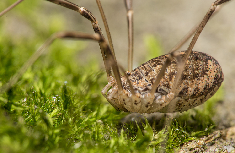 Opilio saxatilis