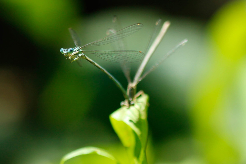 Platycnemis pennipes - széleslábú szitakötő