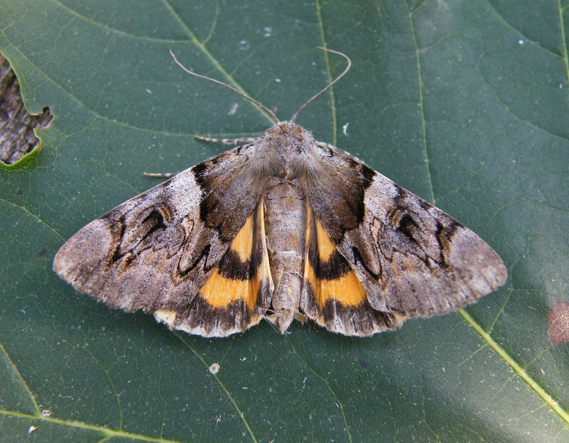 Catocala fulminea - galagonya-övesbagoly