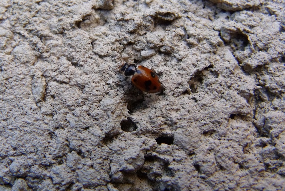 Hippodamia variegata - tizenhárompettyes katica