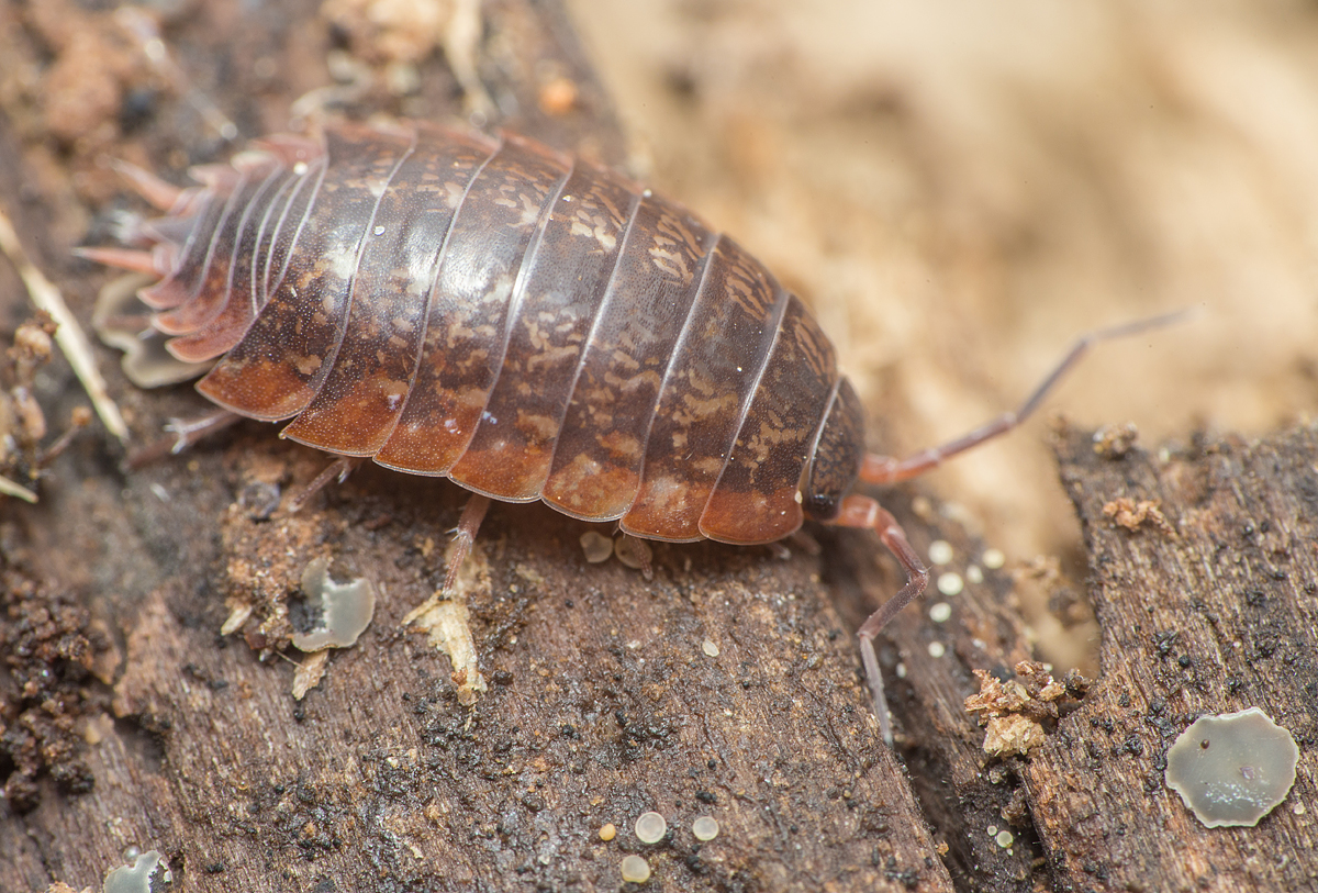 Protracheoniscus politus - közönséges erdeiászka
