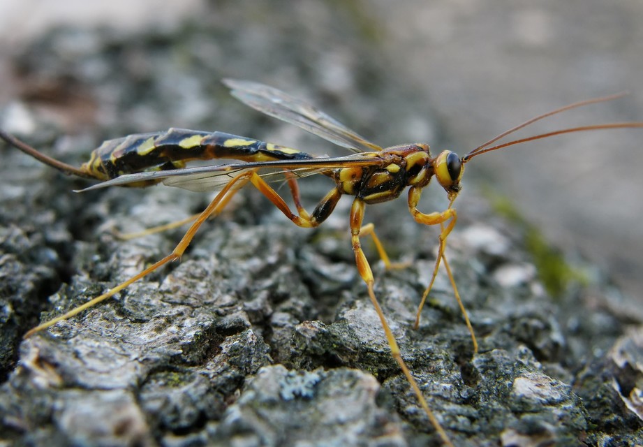 Megarhyssa