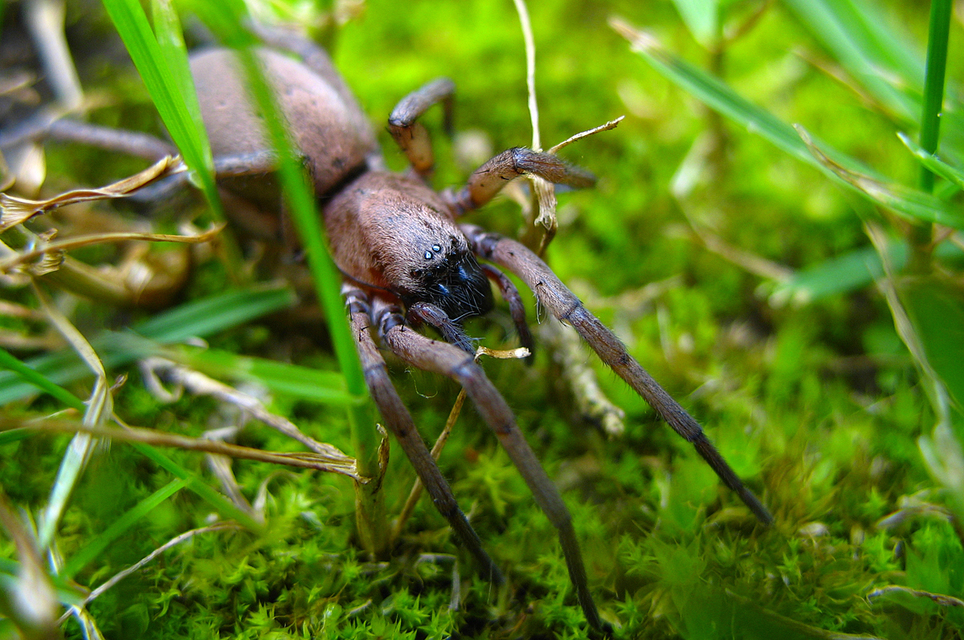 Gnaphosidae - kövipókok