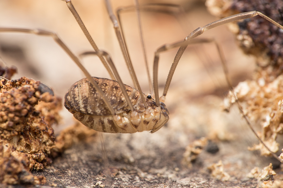 Nelima sempronii