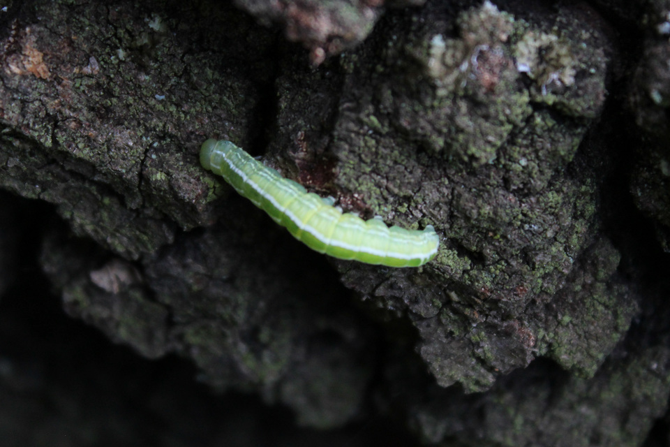 Ptilophora plumigera - tollas púposszövő