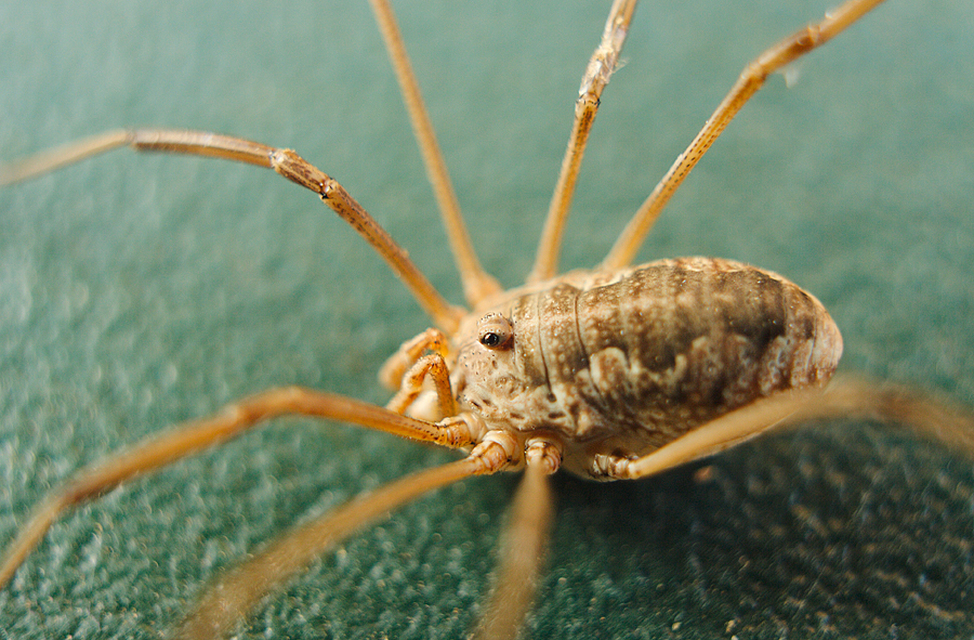 Phalangium opilio