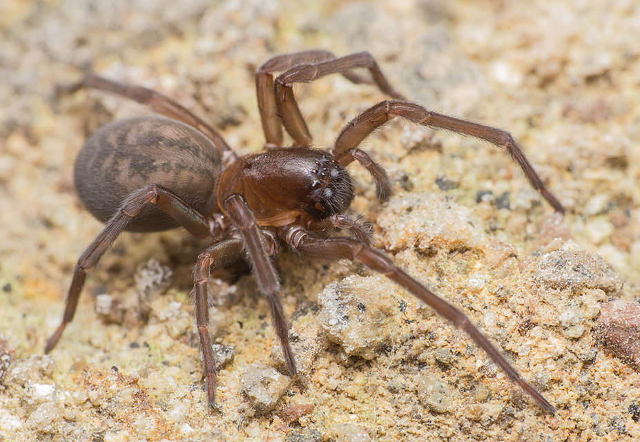 Amaurobius