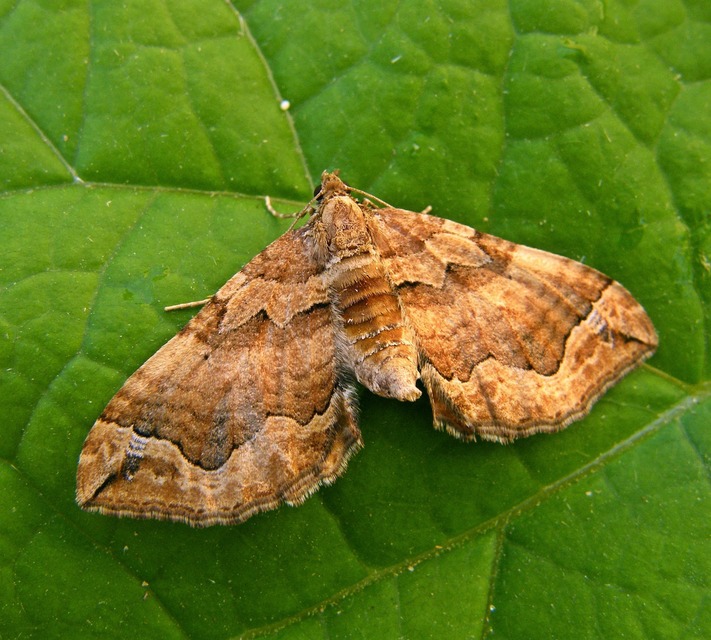 Pelurga comitata - nagy tarkaaraszoló