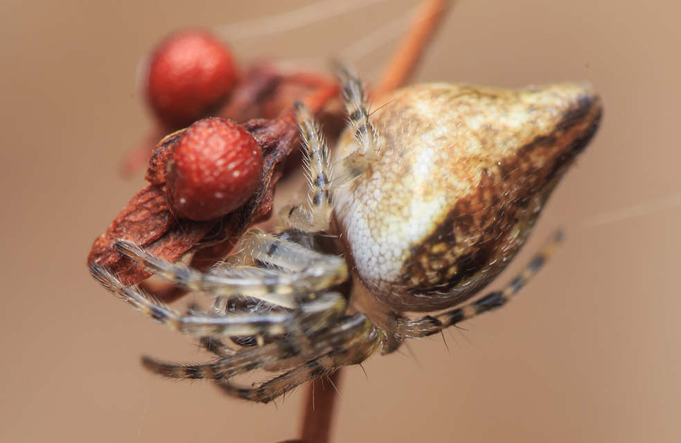 Cyclosa conica - csúcsos keresztespók