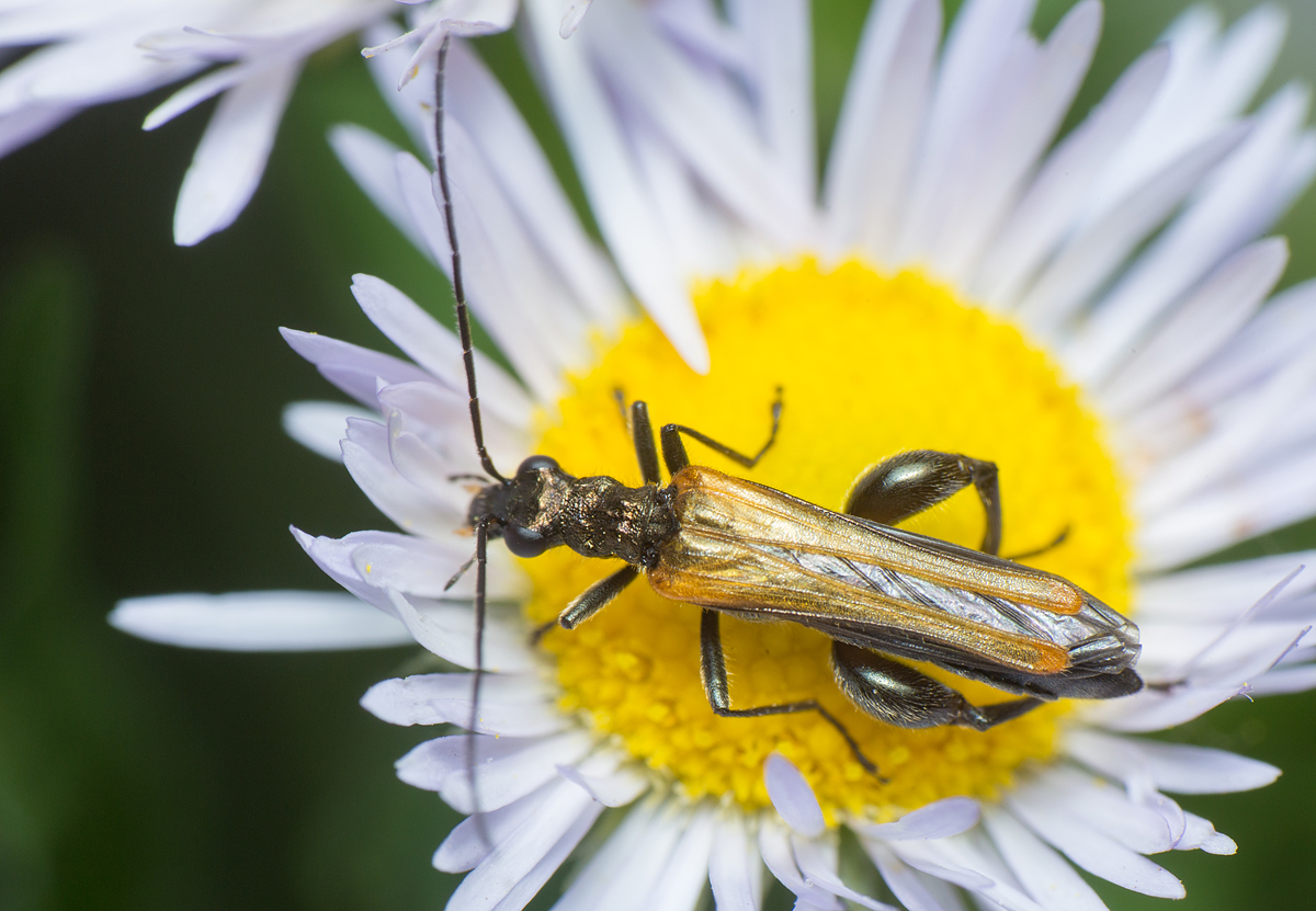 Oedemera femorata - sárgahátú álcincér