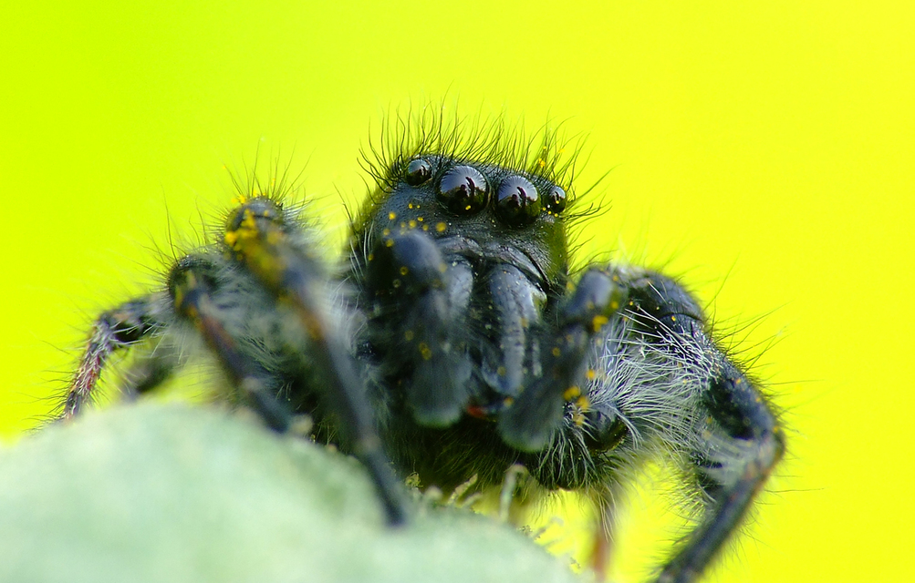 Carrhotus xanthogramma - rozsdás ugrópók