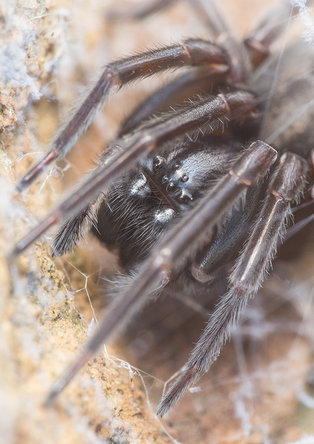 Amaurobius ferox - nagy eretnekpók