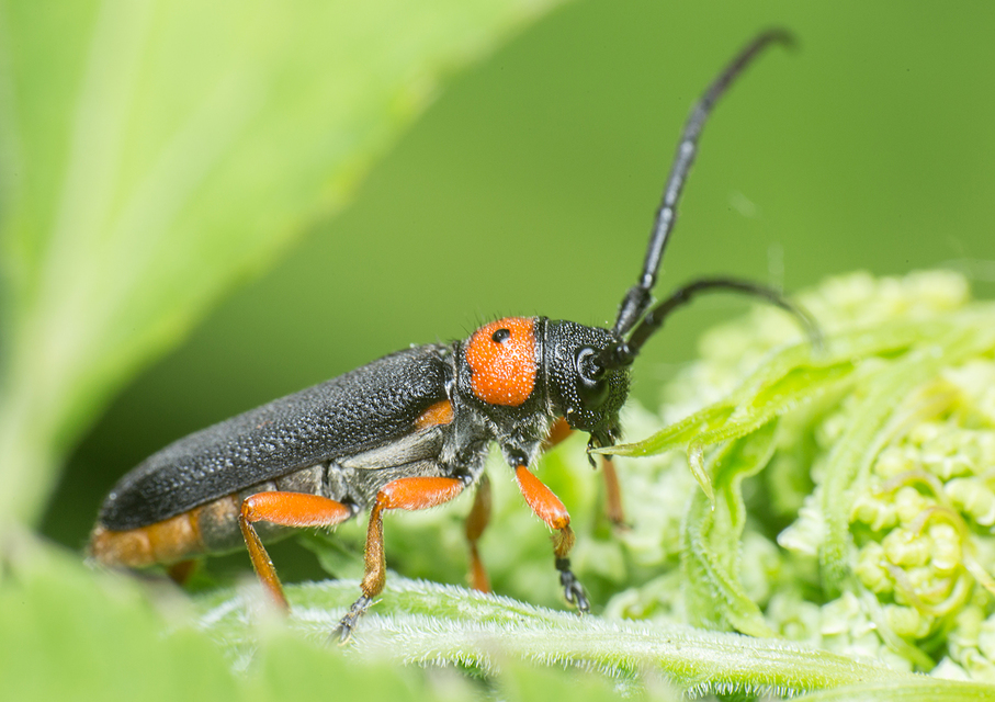 Phytoecia affinis - feketefejű cincér