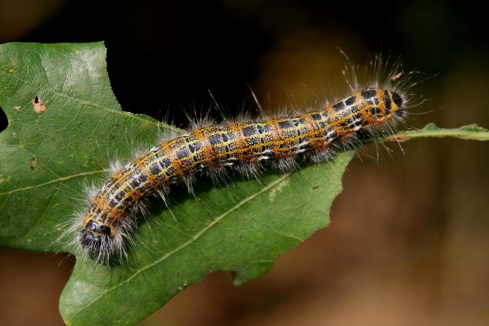 Phalera bucephala - sárgafoltos púposszövő