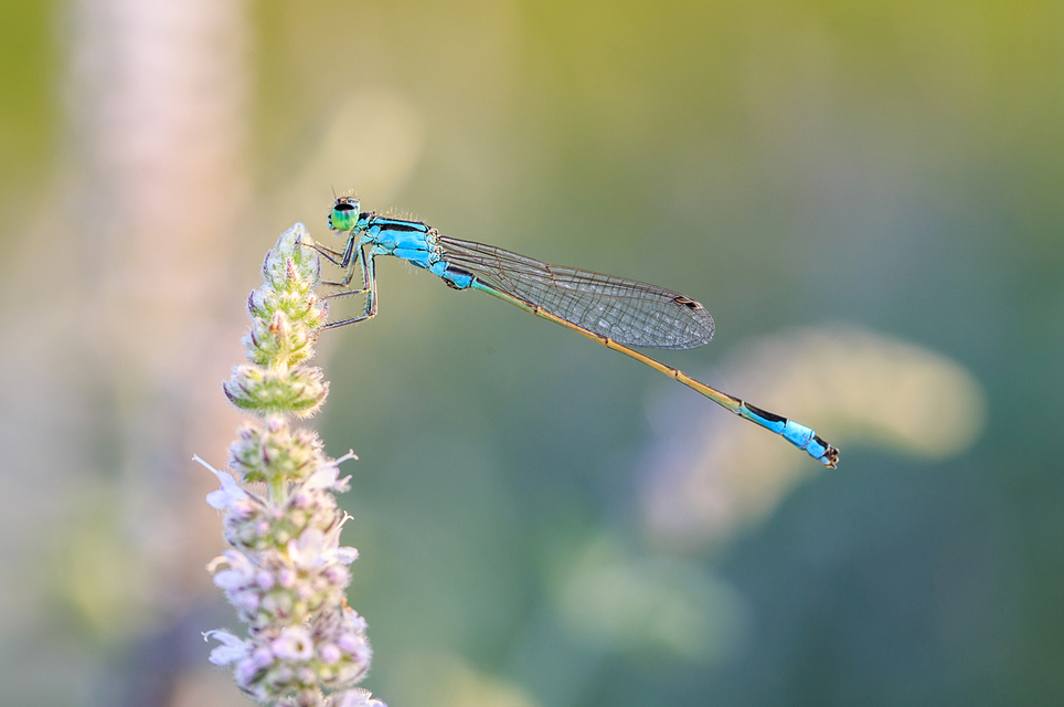 Ischnura elegans