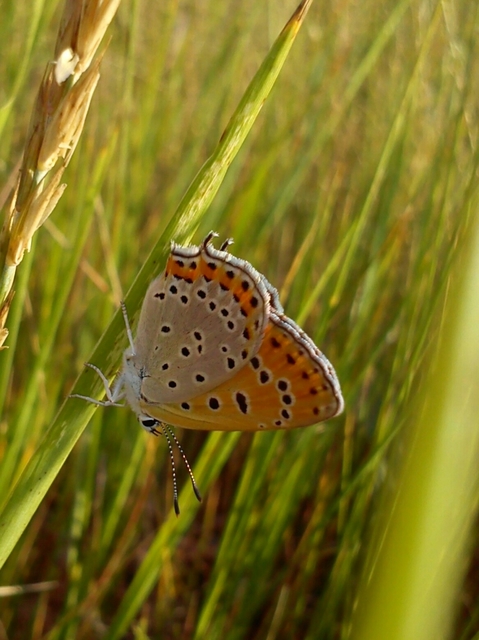 Lycaena thersamon - kis tűzlepke