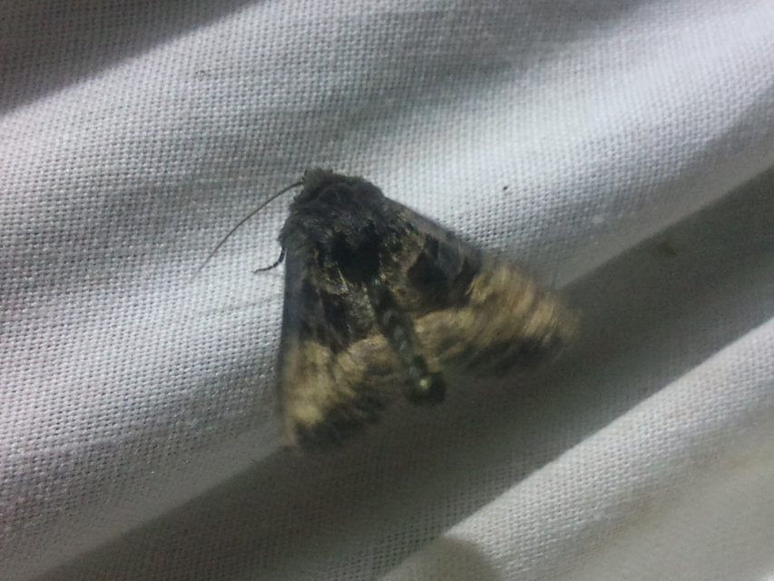 Euplexia lucipara - szeder-csipkésbagoly