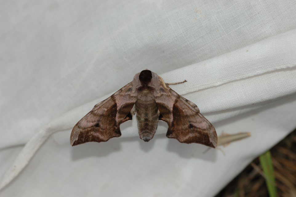 Smerinthus ocellatus - esti pávaszem