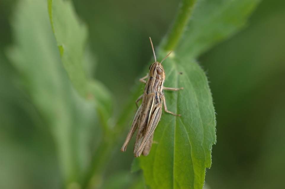 Euchorthippus declivus - rövidszárnyú rétisáska