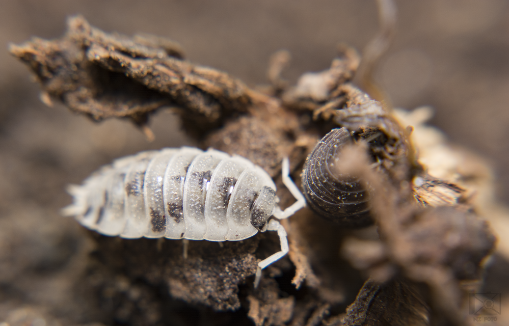 Porcellio scaber - érdes pinceászka