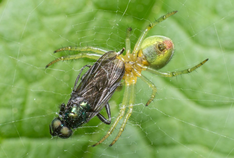 Araniella