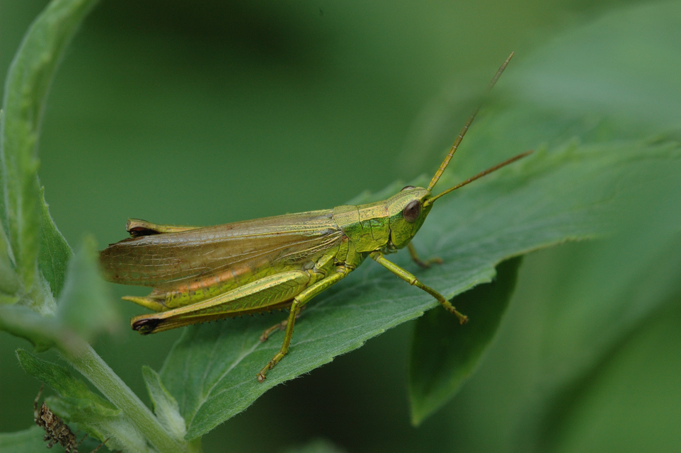 Chrysochraon dispar - aranyos sáska