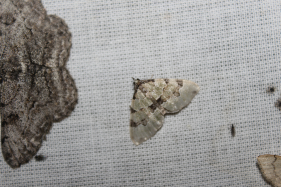 Colostygia pectinataria - zöld levélaraszoló