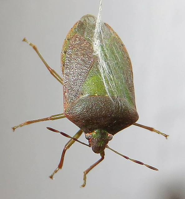 Nezara viridula - zöld vándorpoloska