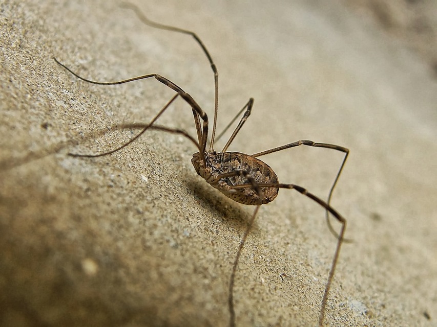Phalangium opilio