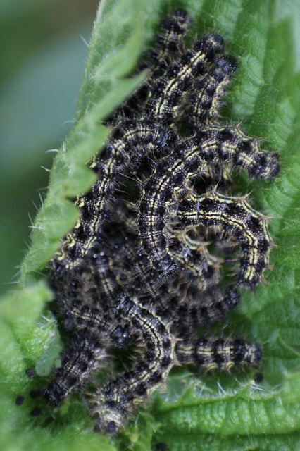 Nymphalis urticae - kis rókalepke