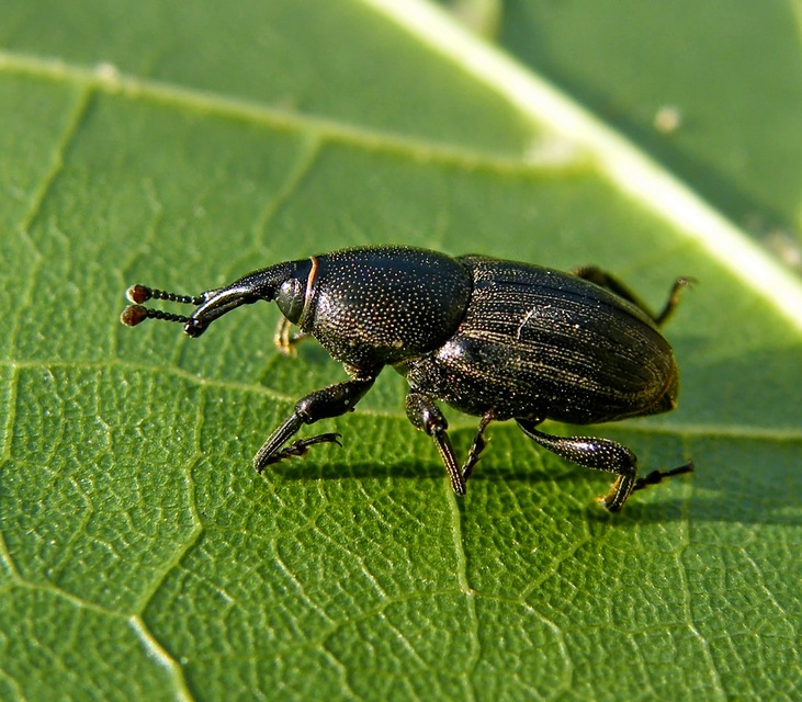 Sphenophorus striatopunctatus - mezei zsuzsok
