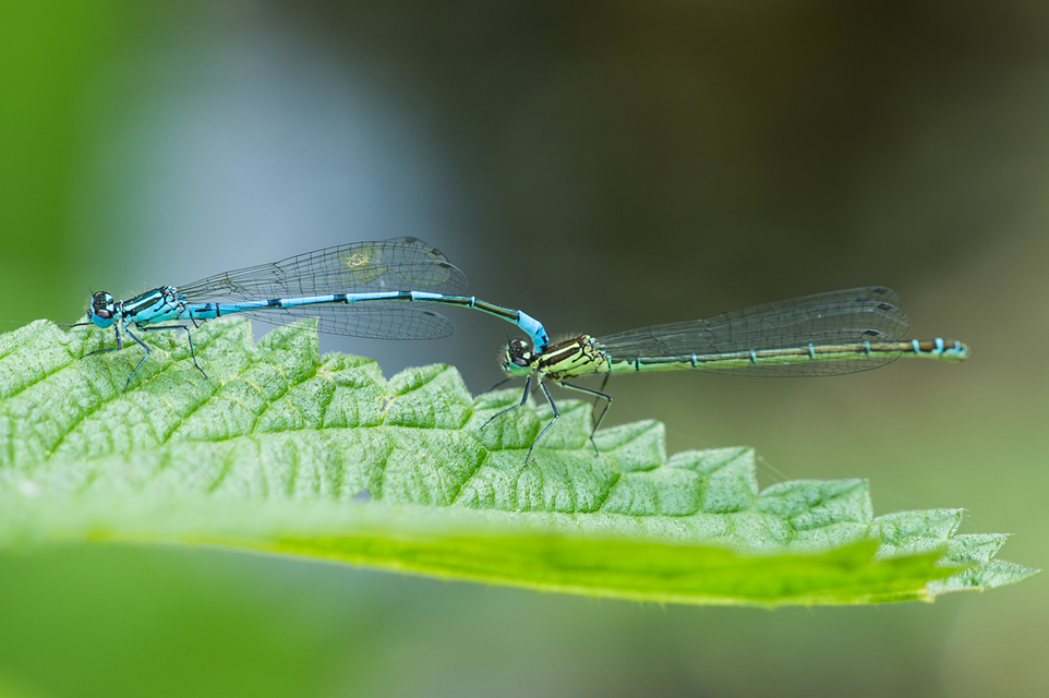 Coenagrion puella - azúrkék légivadász