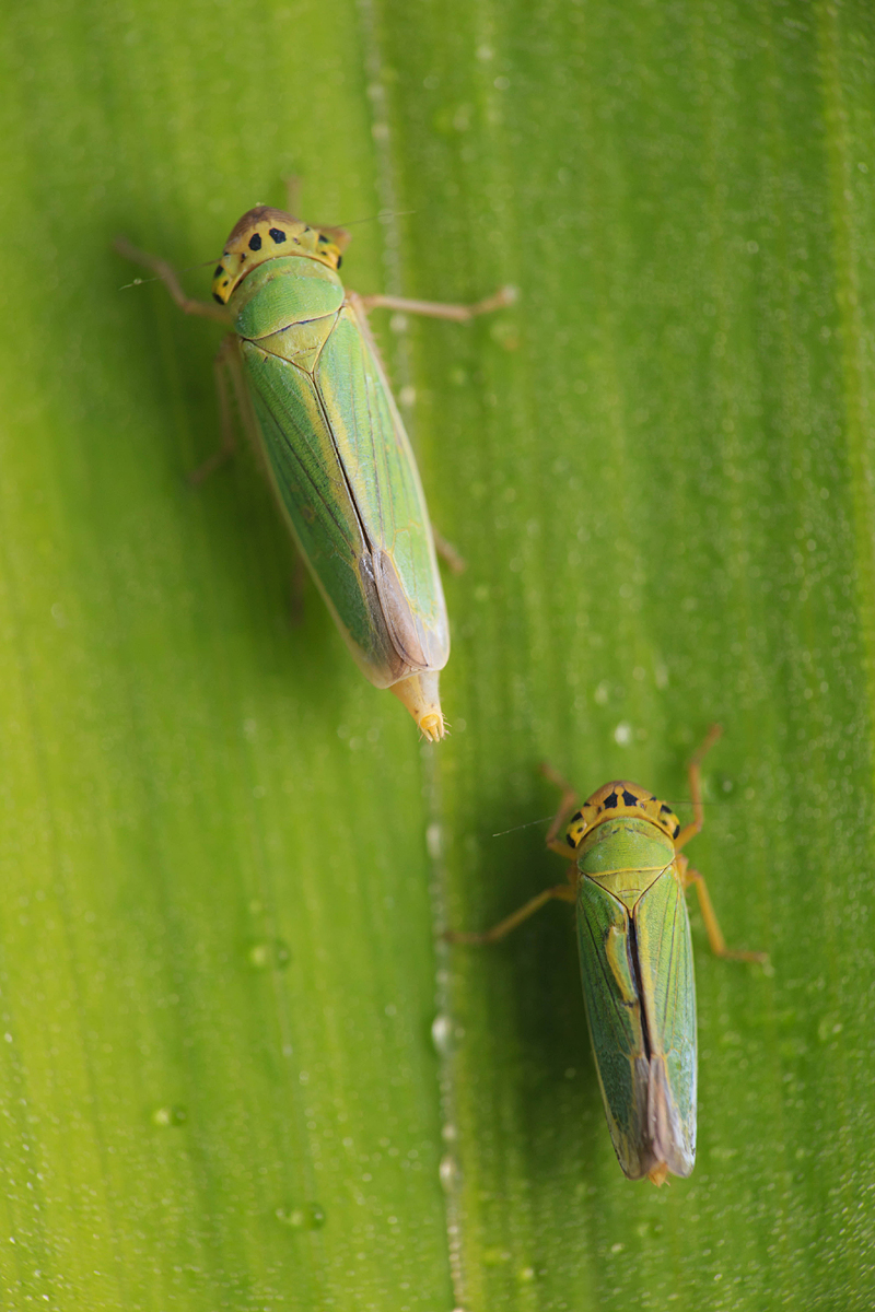 Cicadella viridis - méregzöld kabóca
